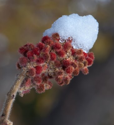 DSC_3855a.jpg