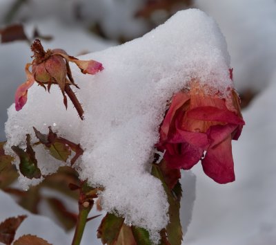 DSC_3958a.jpg