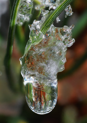 Icicle-on-fir-needle.jpg