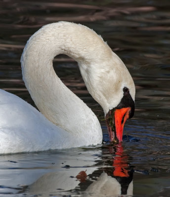 DSC_4443a.jpg