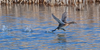 DSC_4620a.jpg