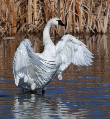 DSC_4668a.jpg