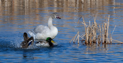 DSC_4695a.jpg