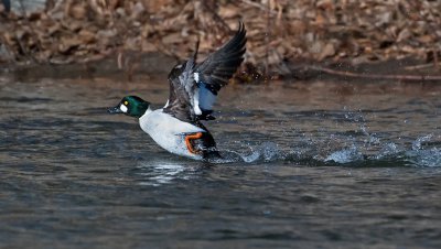 DSC_4804a.jpg