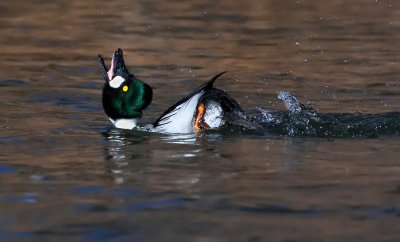 DSC_4920a.jpg