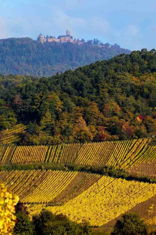 Haut-Koenigsbourg