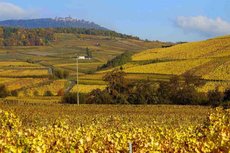 Haut-Koenigsbourg 1