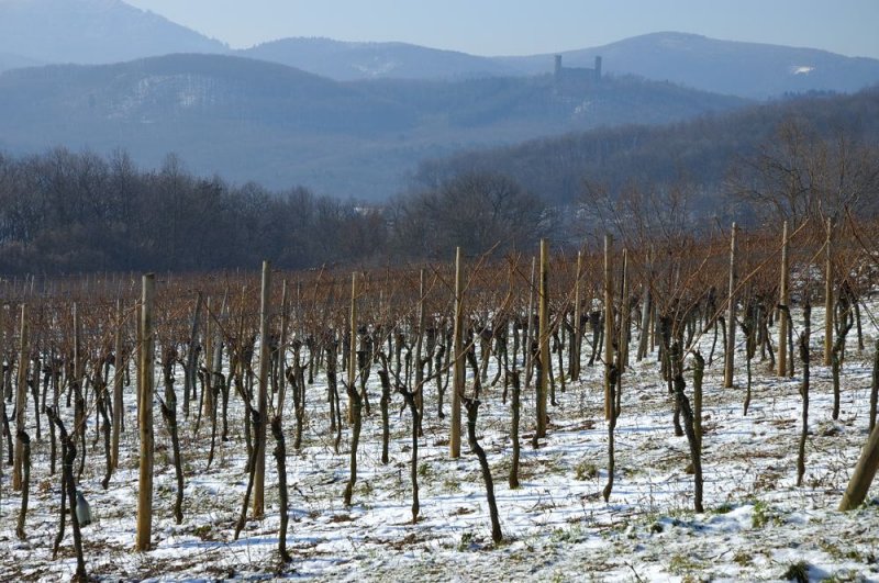 vignes