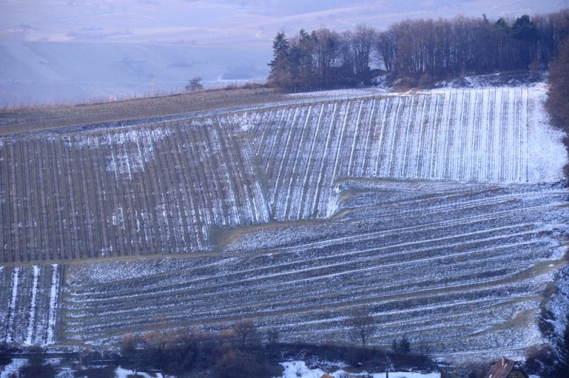 8h03 - les vignes