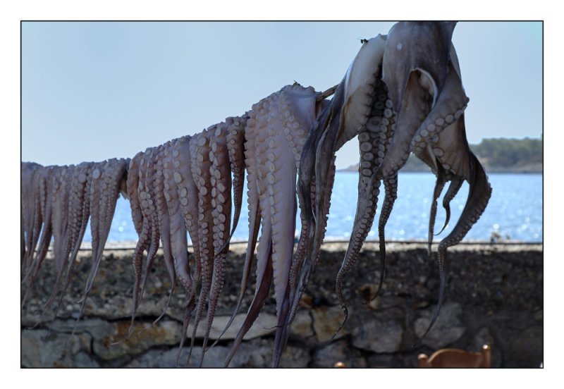 octopus