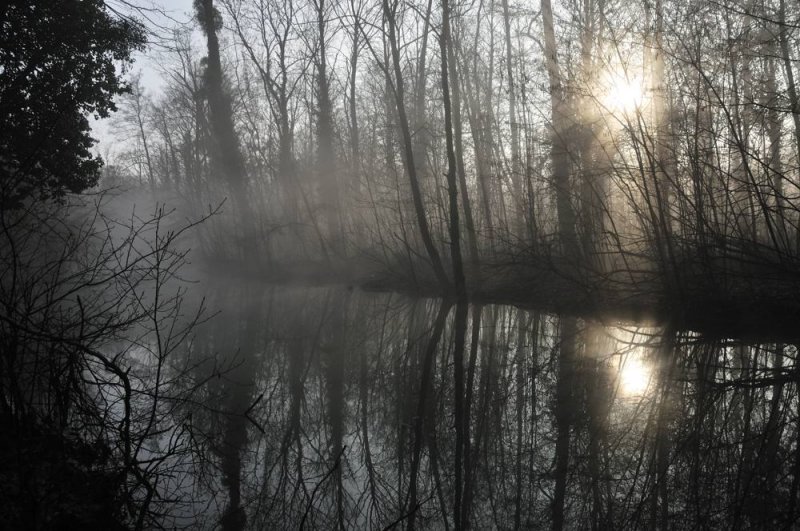 a travers les branches