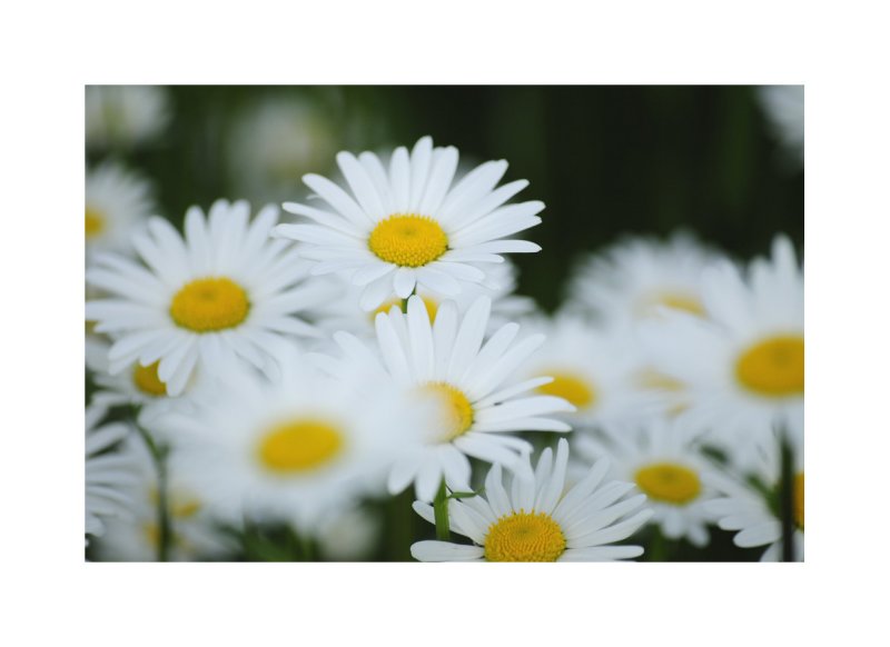 blanc