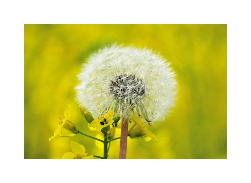 jaune