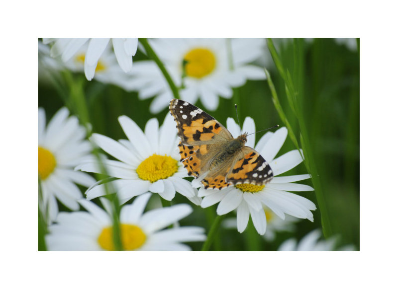 blanc