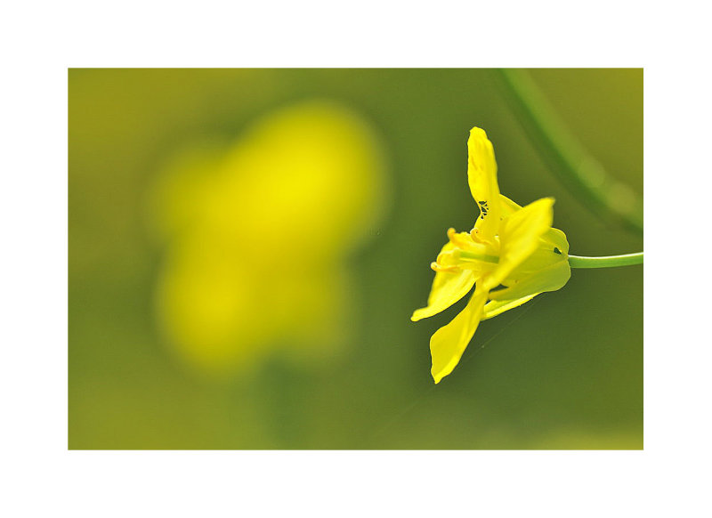 jaune