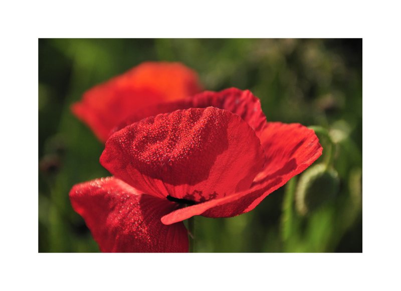rouge