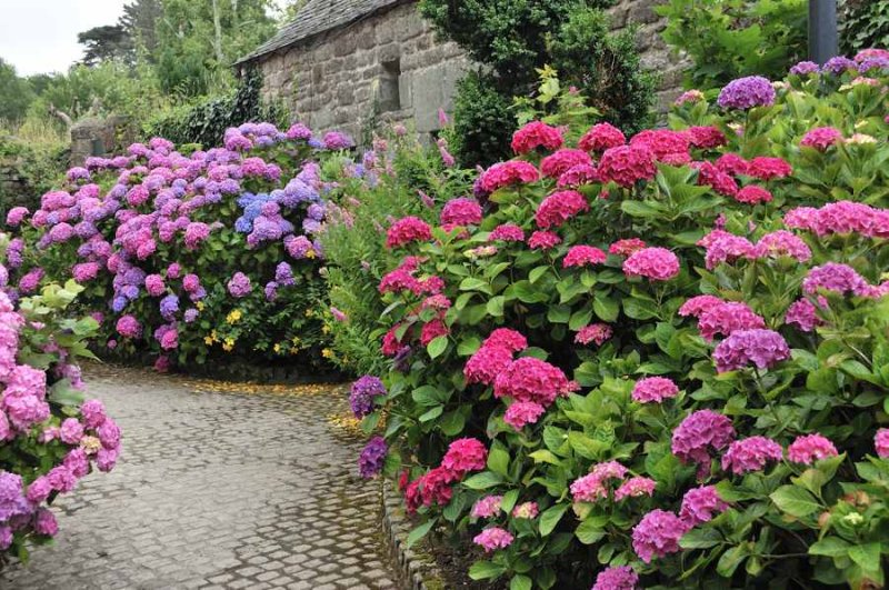 Hortensias  Locronan
