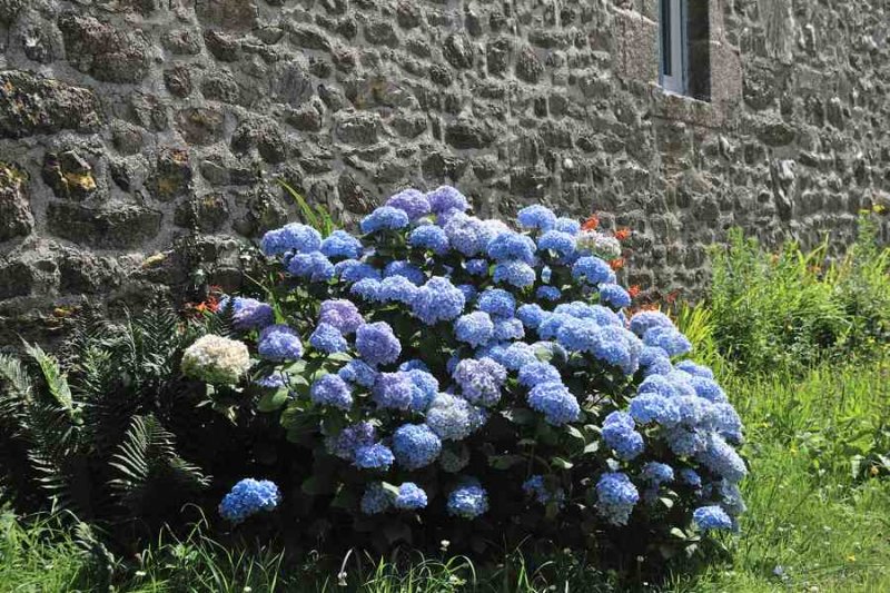 Hortensias  Locronan