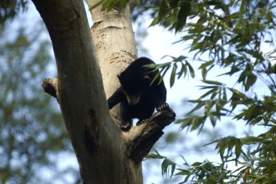 Sun Bear