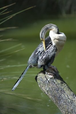 Cormorant