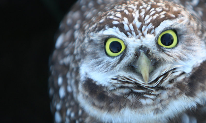 burrowing owl