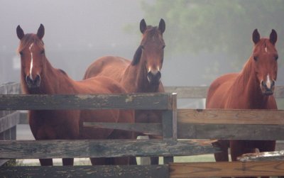 kingwood mares.jpg