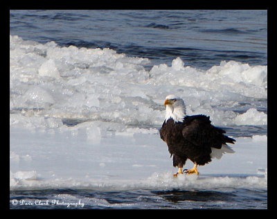 Cold Feet