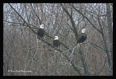 Three In a Tree
