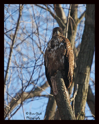 Juvenile Bald Eagle