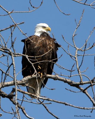 Eagle on Illinois River
