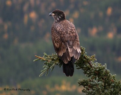 Juvenile American Bald Eagle