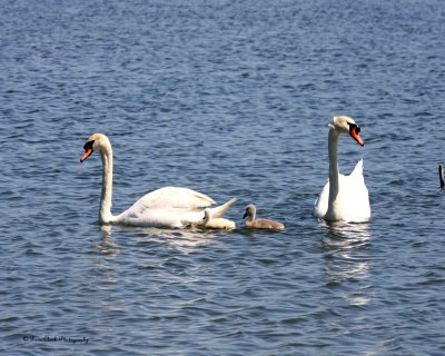 Mute Swan Family