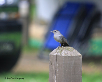 Gray Catbird
