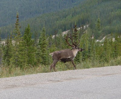 Caribou   Along the Alcan Hwy