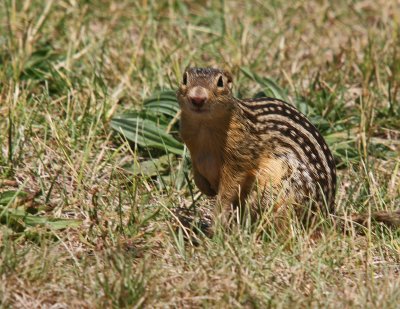 Chipmunk