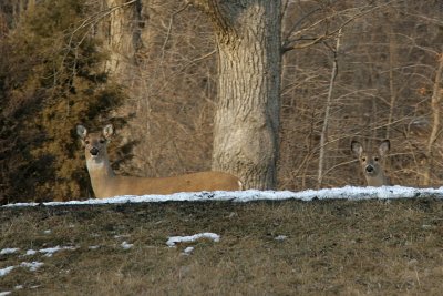 Deer  Hamilton Illinois