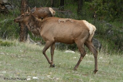 Elk Banff NP Alberta Canada