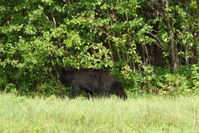 Large Black Bear  Along the  Alaska Hwy  British Columbia, Canada