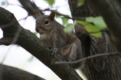 Squirrel in tree