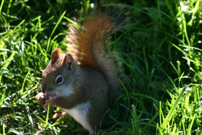 Squirrel eating