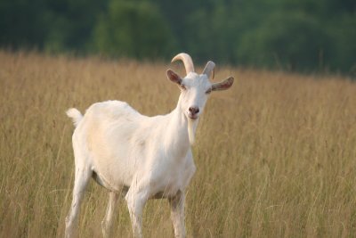 Swiss Mountain Goat. Findley Illinois
