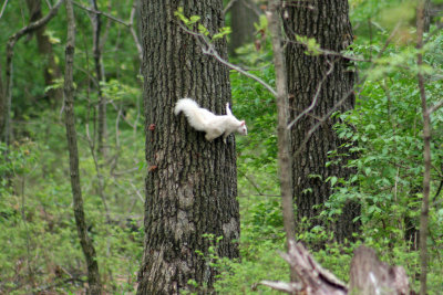 White Squirrel Olney Illinois