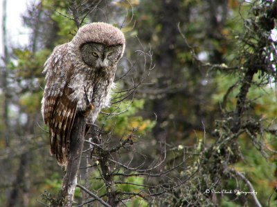 Great Grey Owl  near Chitina Alaska
