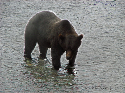 Grizzly Bear at Fish Creek near Hyder, Alaska
