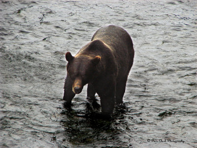 Grizzly Bear  at Fish Creek near Hyder, Alaska