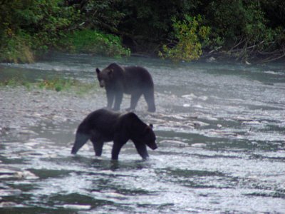 Grizzly Bears  at Fish Creek near Hyder, Alaska