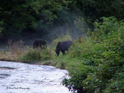 Grizzly Bear at Fish Creek near Hyder, Alaska