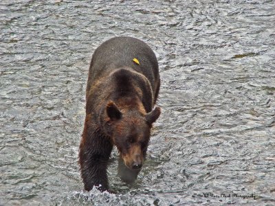 Grizzly Bear at Fish Creek near Hyder, Alaska