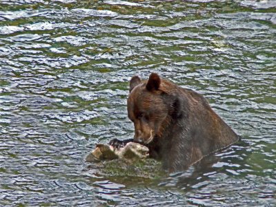 Grizzly with Salmon at Fish Creek near Hyder, Alaska