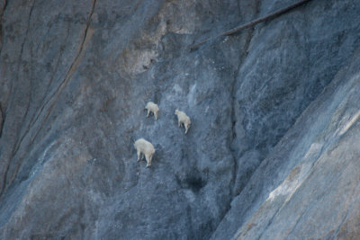 Mountain Goats Near Glacier NP